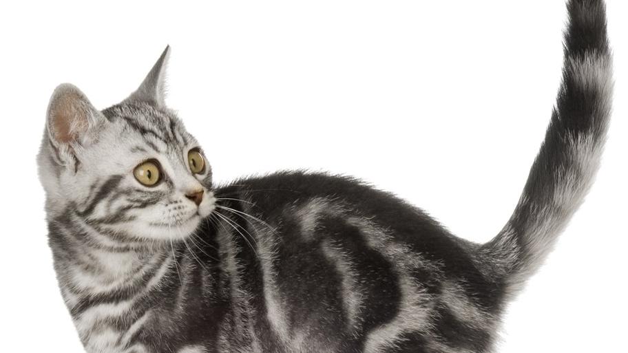 主食罐头哪个牌子好吃又便宜？2025年平价猫罐头排行榜TOP4实测！