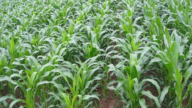 玉米大喇叭口期到底是什么？农民朋友怎么识别？