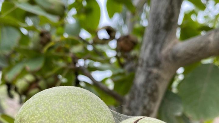 古河道沉积物改良土壤，核桃蚯蚓养殖促进松土，微孔膜包装储存技术