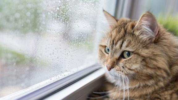 喵星人也会“抑郁症”！5个隐藏信号你错过了几个