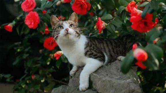 实用收藏！如何选猫粮？2025年值得入手的国产猫粮品牌推荐