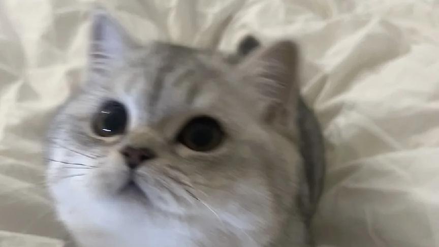 猫罐头有胶＝杀猫！主食猫罐头这几种危险信号你一定要知道