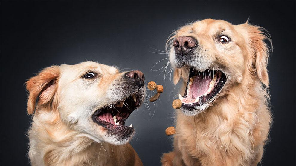 特朗普和张伯鑫