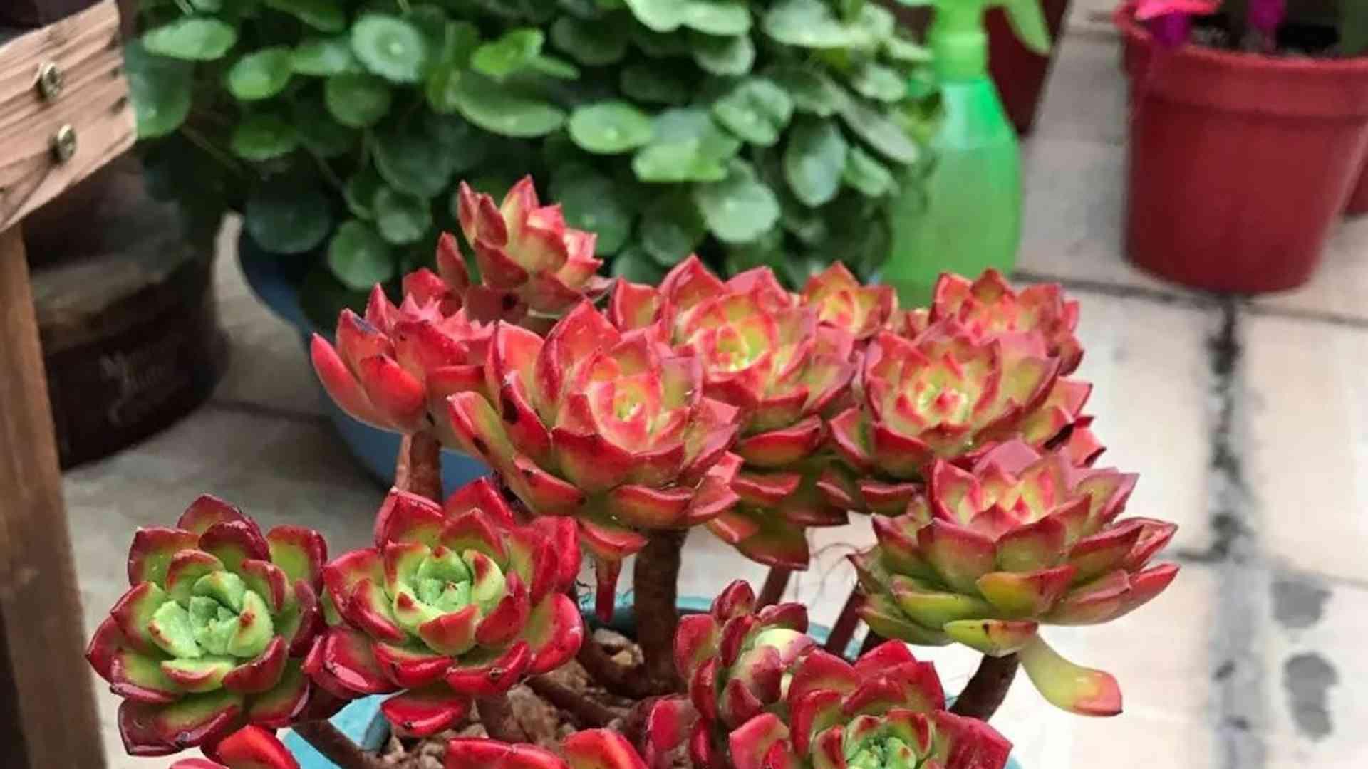 蒂亚老叶代谢，工具消毒规范，办公楼走廊绿化，清理频率标准