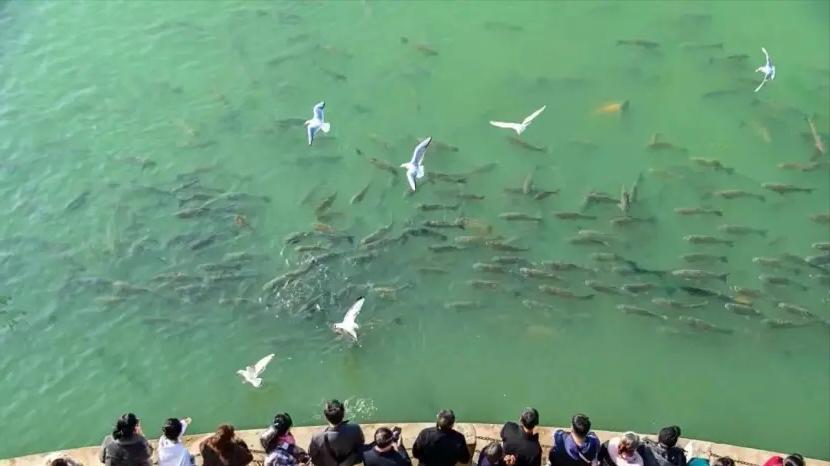 长江禁渔5年变化喜人：大鱼群游，江豚戏水捕鱼，实拍画面震撼