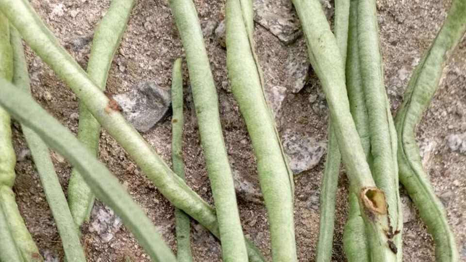 生物膜覆盖保墒技术应用，重庆山地豇豆种植实践，脉冲微喷系统与荚尾卷曲采收标准