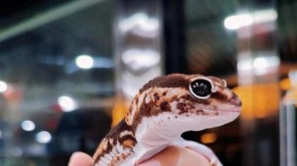 如何判断豹纹守宫的年龄？