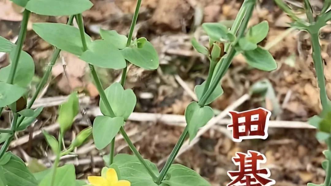 清热利湿的“肝炎草”——田基黄