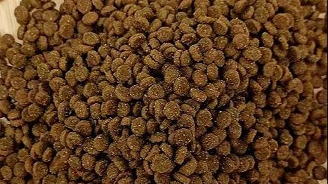 猫粮配料表“解码”：肉、淀粉、功能剂，你的猫粮选对了吗？