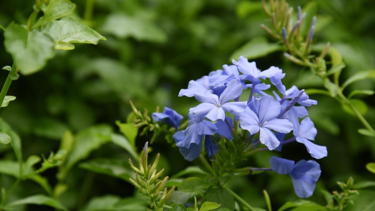 从播种到花开：蓝雪花种植技巧全解析