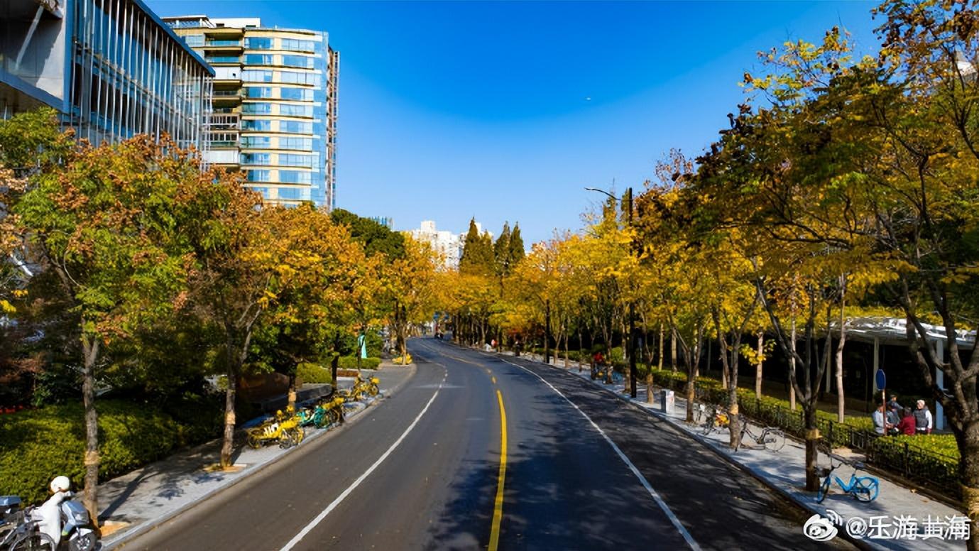 南园滨江的银杏浓度已达99.99%！