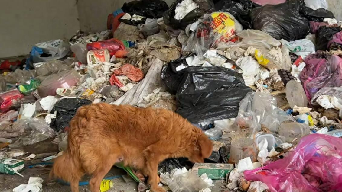 流浪狗妈艰难抚养5个宝宝，每天都要为食物而犯愁，狗妈焦虑不已