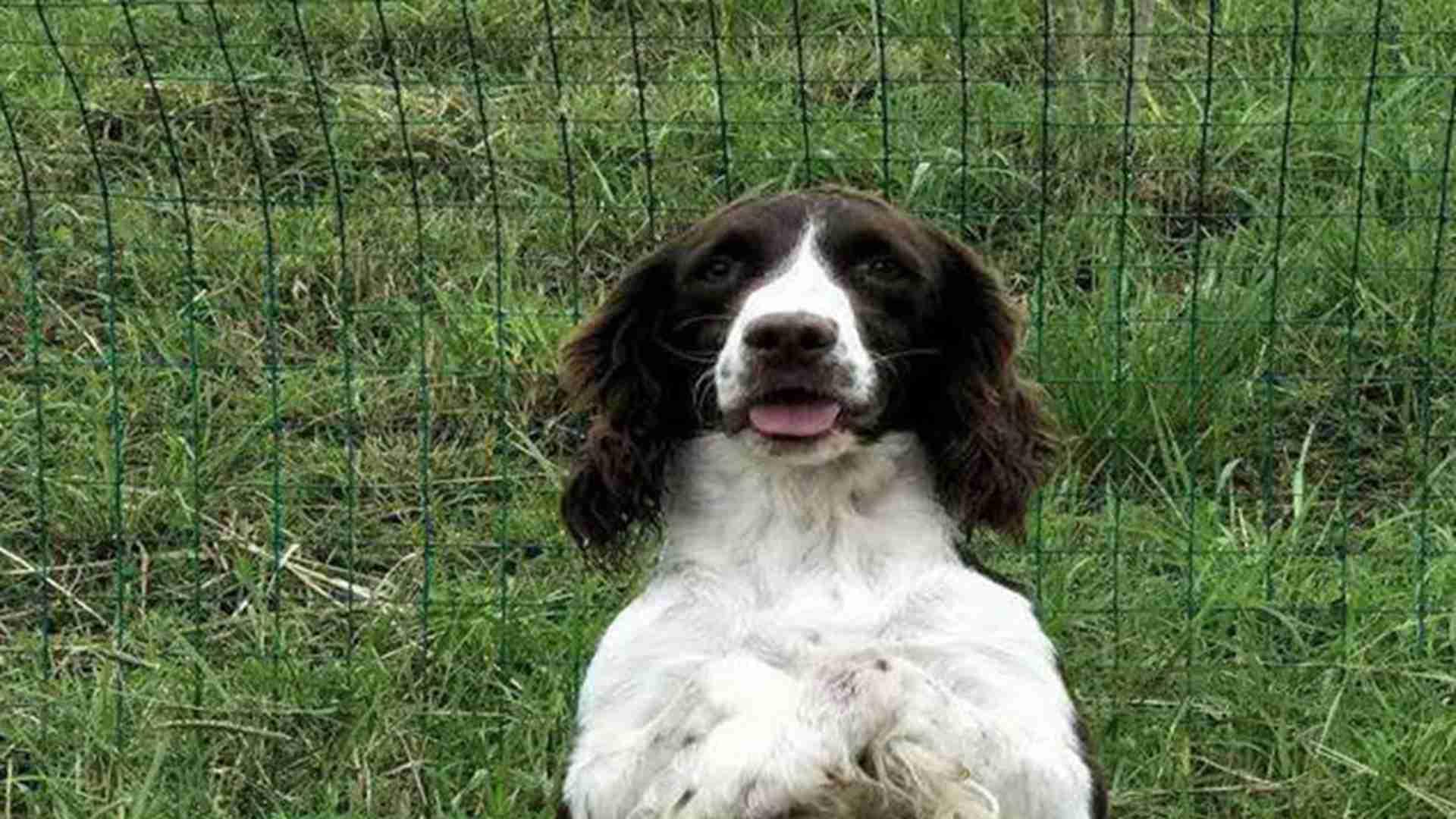 史宾格老年痴呆，认知训练游戏，营养干预方案，兽医院合作研究