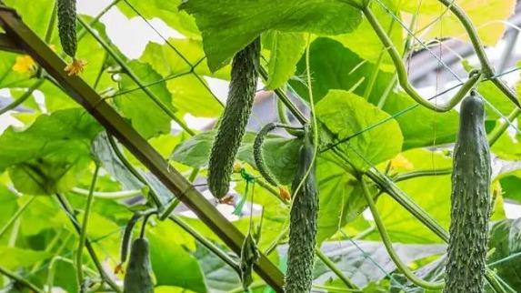 种植黄瓜，施肥方法需谨慎，科学施肥助力高产稳产