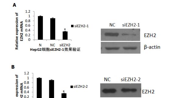 吉林大学使用RFect siRNA转染试剂成功转染人肝癌细胞 HepG2