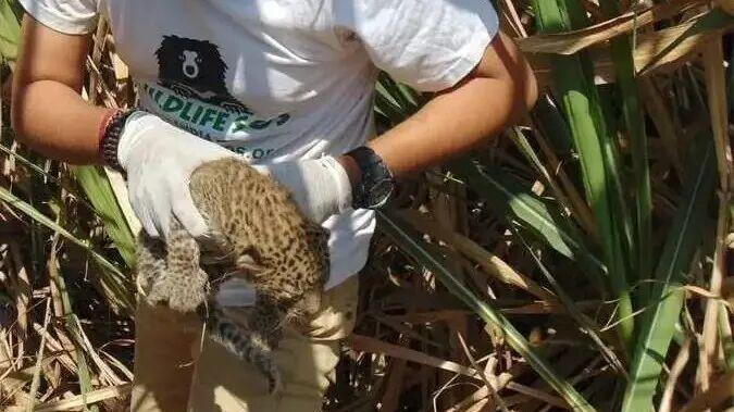 “甘蔗豹”又惹祸！森林部门设下捕豹笼，却捉到一名偷羊男子