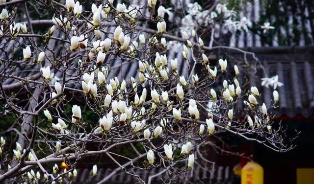 花开：植物写给世界的情书