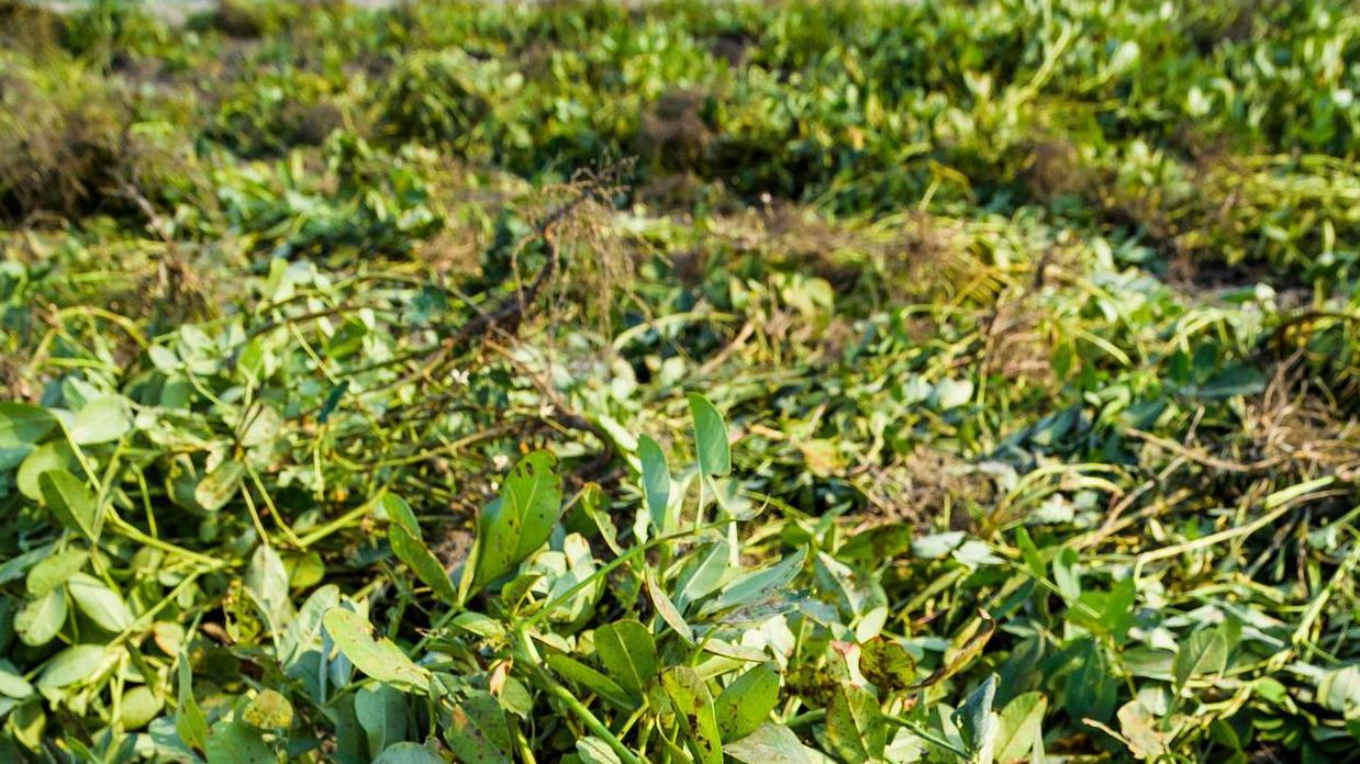 花生种植必知：8种主要病虫害及防治方式