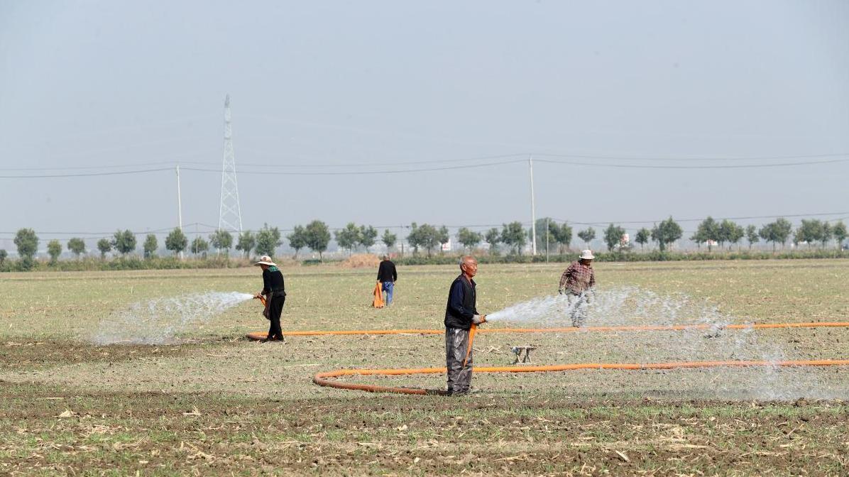 你知道吗？小麦越冬到返青前死苗的3大原因和防范措施