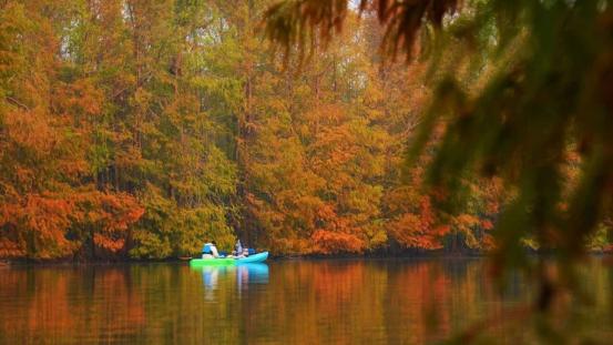 冬日限定，海湾国家森林公园，红杉林开始“上妆”啦！