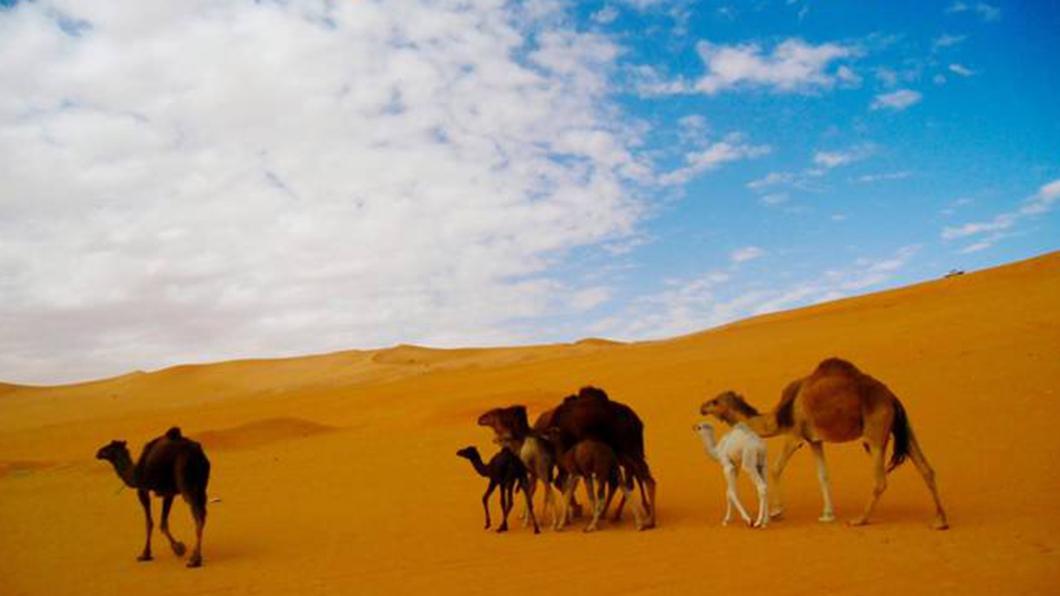 撒哈拉沙漠惊现移动绿洲！卫星捕捉诡异迁徙轨迹，水源竟自带毒性