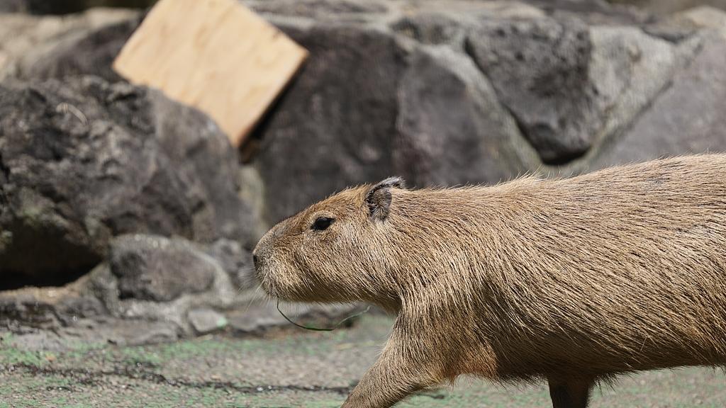 水豚：淡水湖畔的“佛系”巨型啮齿类