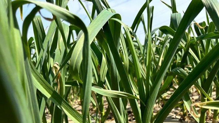 种植大蒜的科学方法，不抽蒜薹的影响，绿意盎然的种植技巧