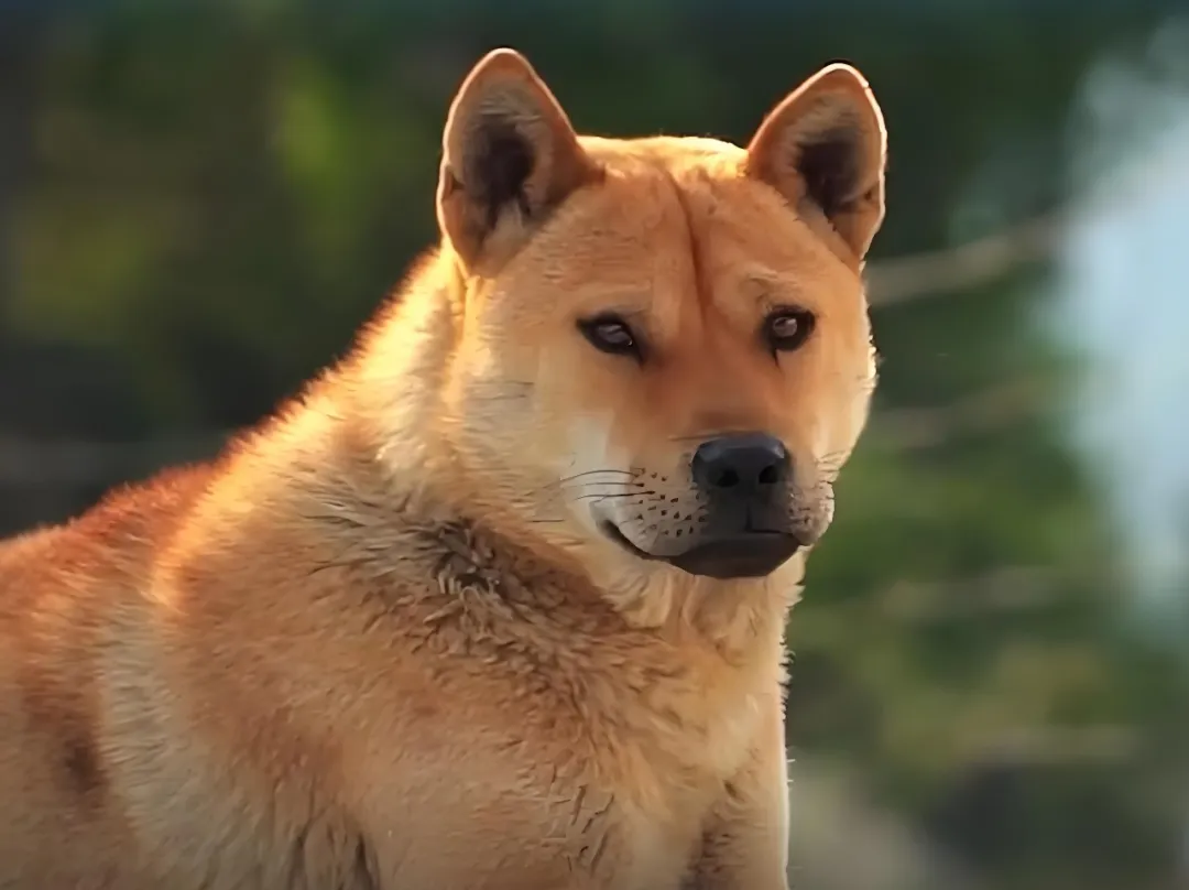 围炉取暖聊养狗