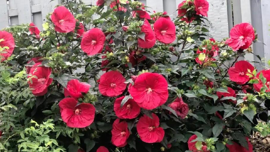 它开花比脸大，耐热耐晒花期超长，养护还超简单，新手花友必种！