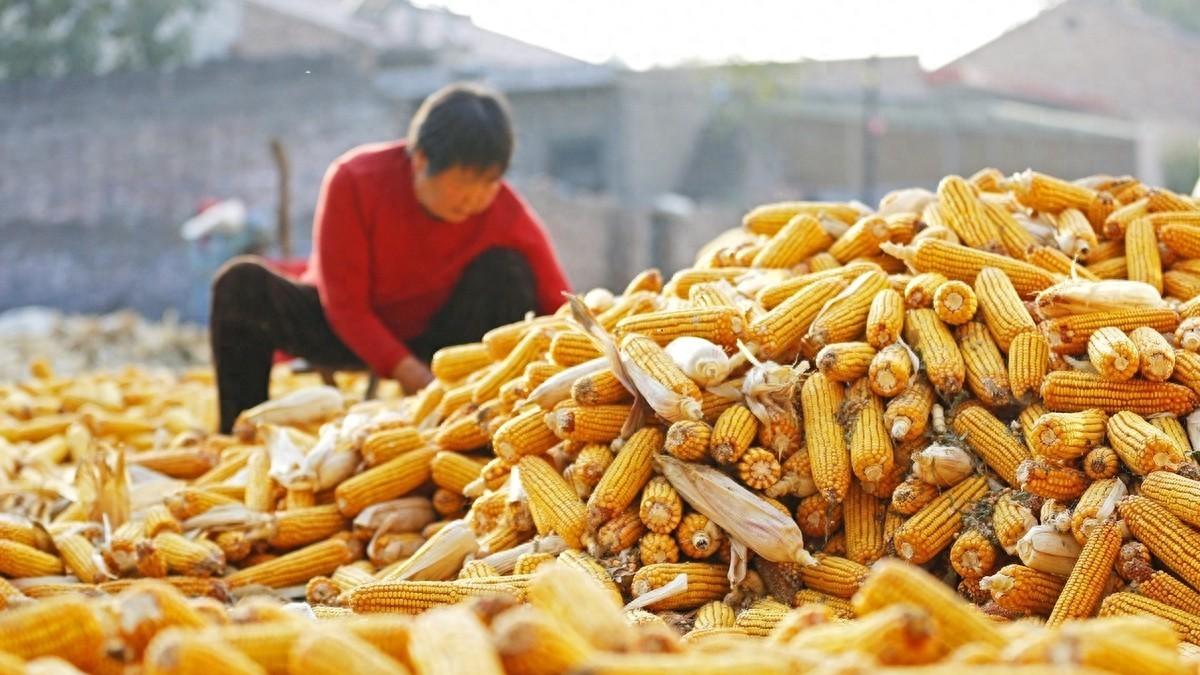 金秋玉米市场的过山车，到底是怎么个情况