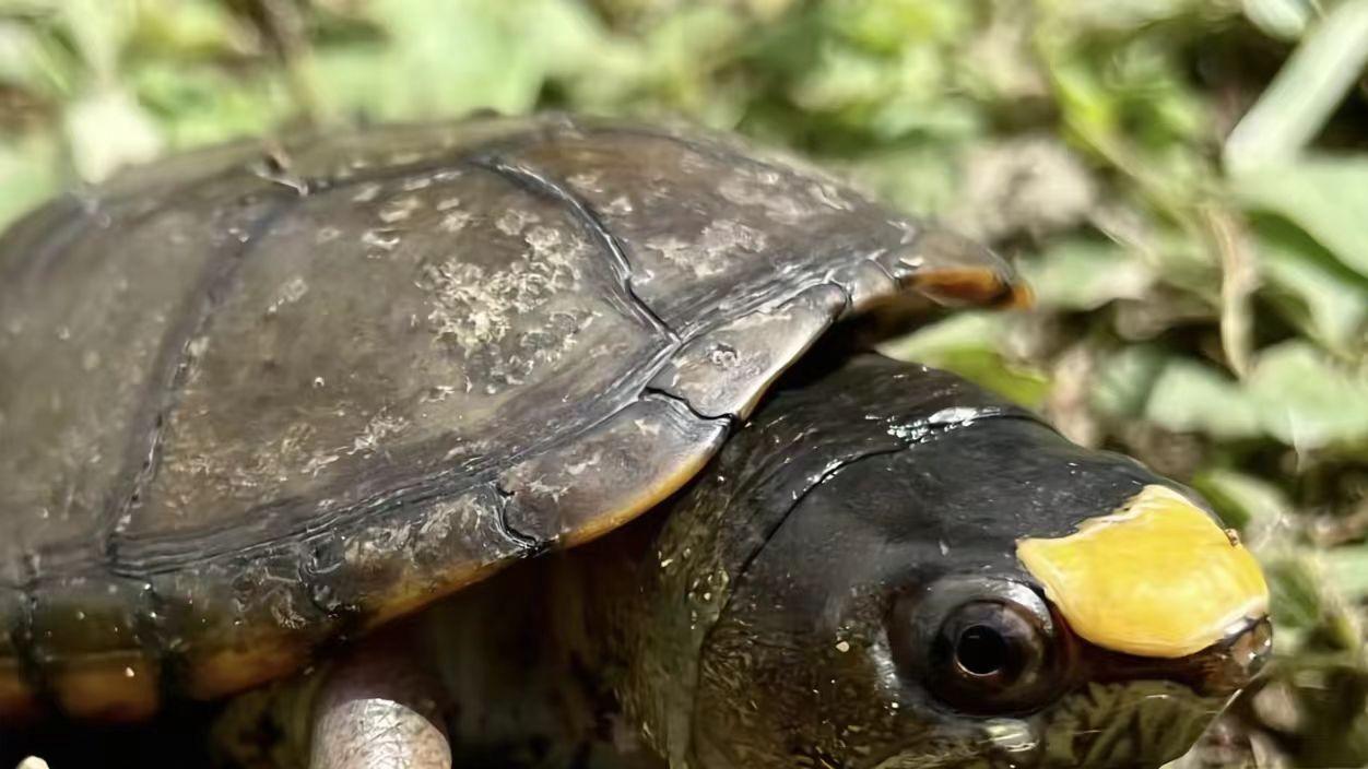 世界最小淡水龟破壳，极度濒危物种瓦拉塔泥龟迎来新生希望