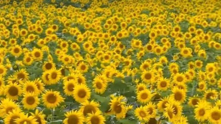 “自私”的养娃方式真能造就好孩子？