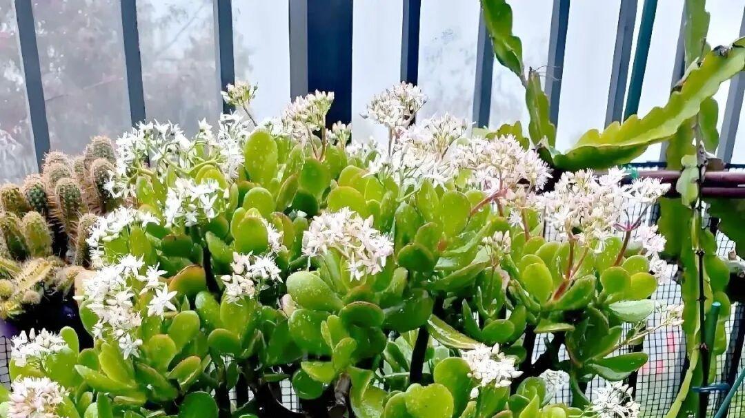 油烟机废油别倒！这3种花超爱“喝”，埋一勺半年爆盆，新手轻松养出绿瀑布