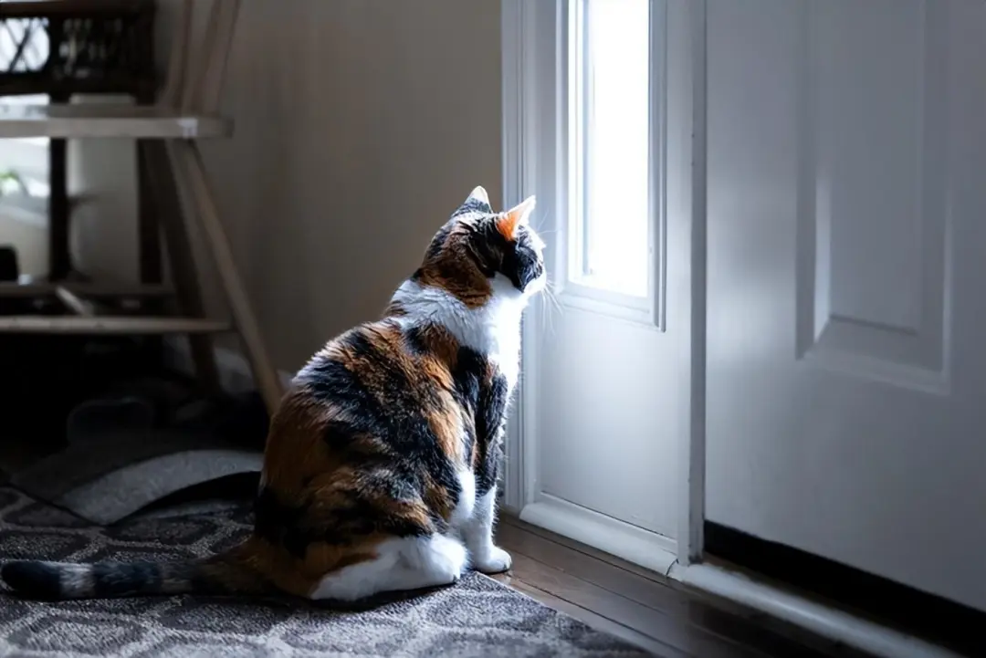 猫咪为什么总守在门口？这5个原因，最后一个让人心疼