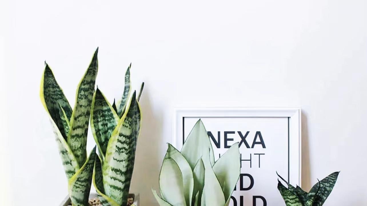 办公室养这3种“解压绿植”，不用晒太阳，浇水少还招财，打工人必备