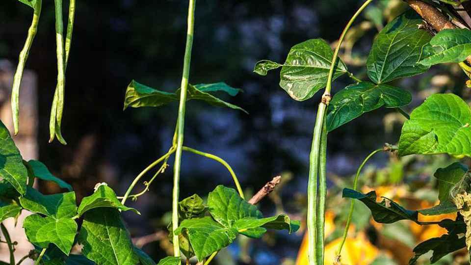 生物炭基肥应用效果研究，吉林黑土豇豆生长观察，痕量灌溉与豆荚采收分析