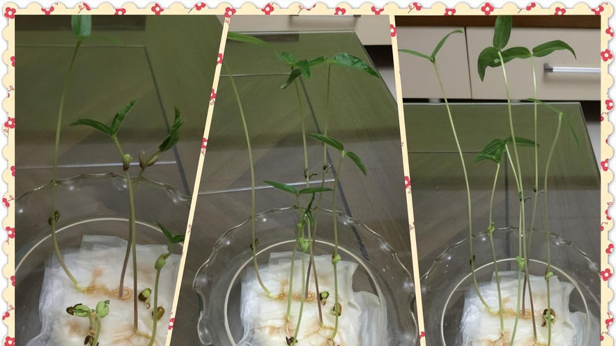 从一颗绿豆到一盘佳肴：详解水培绿豆的步骤与技巧