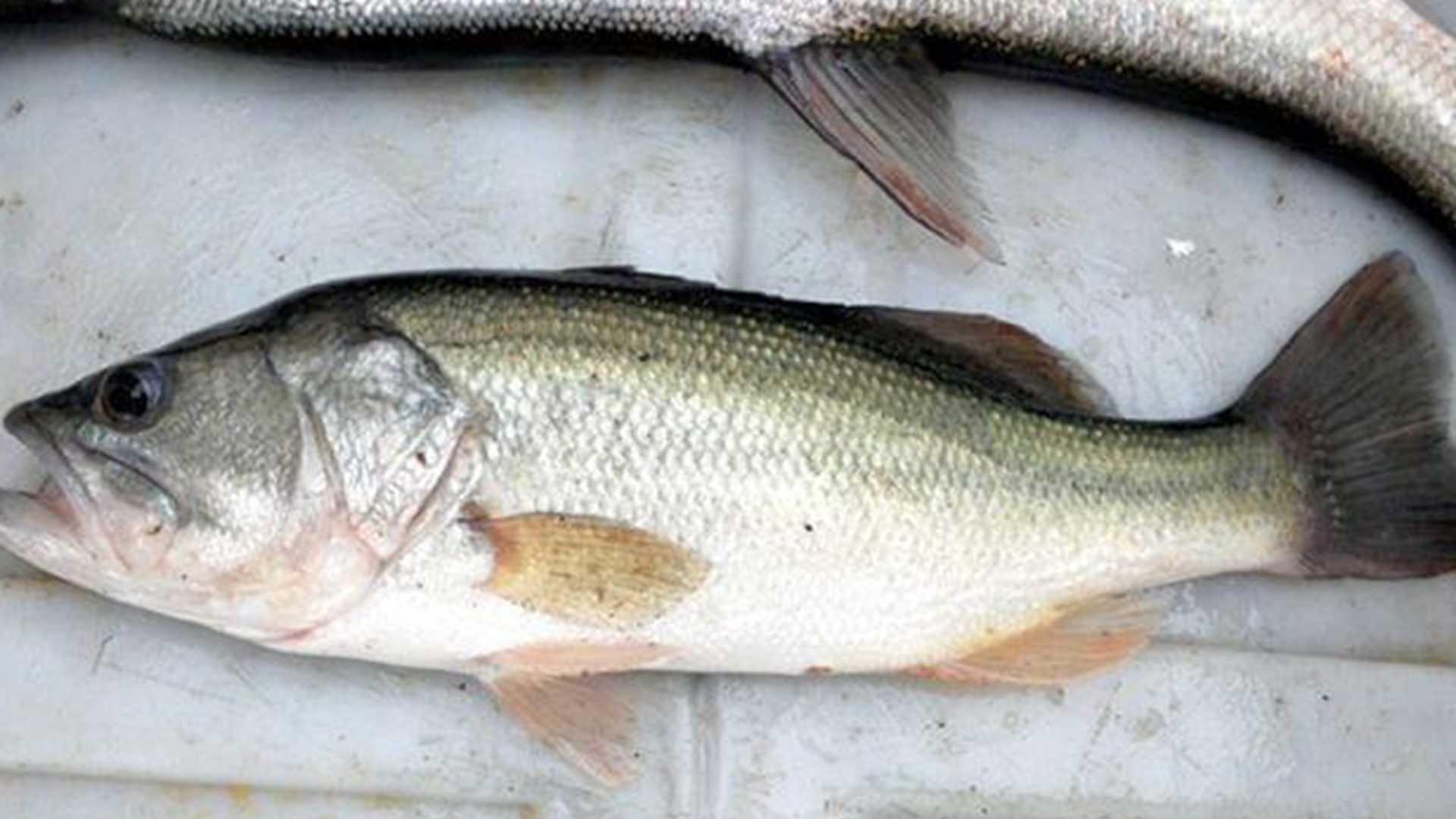 深水网箱抗流，锚绳强度测试，近海鲈鱼养殖，浪高预警机制