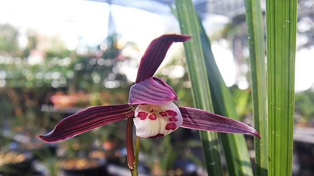 分享三款紫色兰花，其中一款多次获金奖，曾有人出价10余万