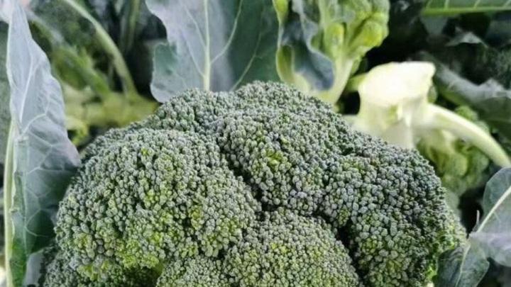 西兰花育苗技巧多，土壤湿度需把控，幼苗整齐长势好。