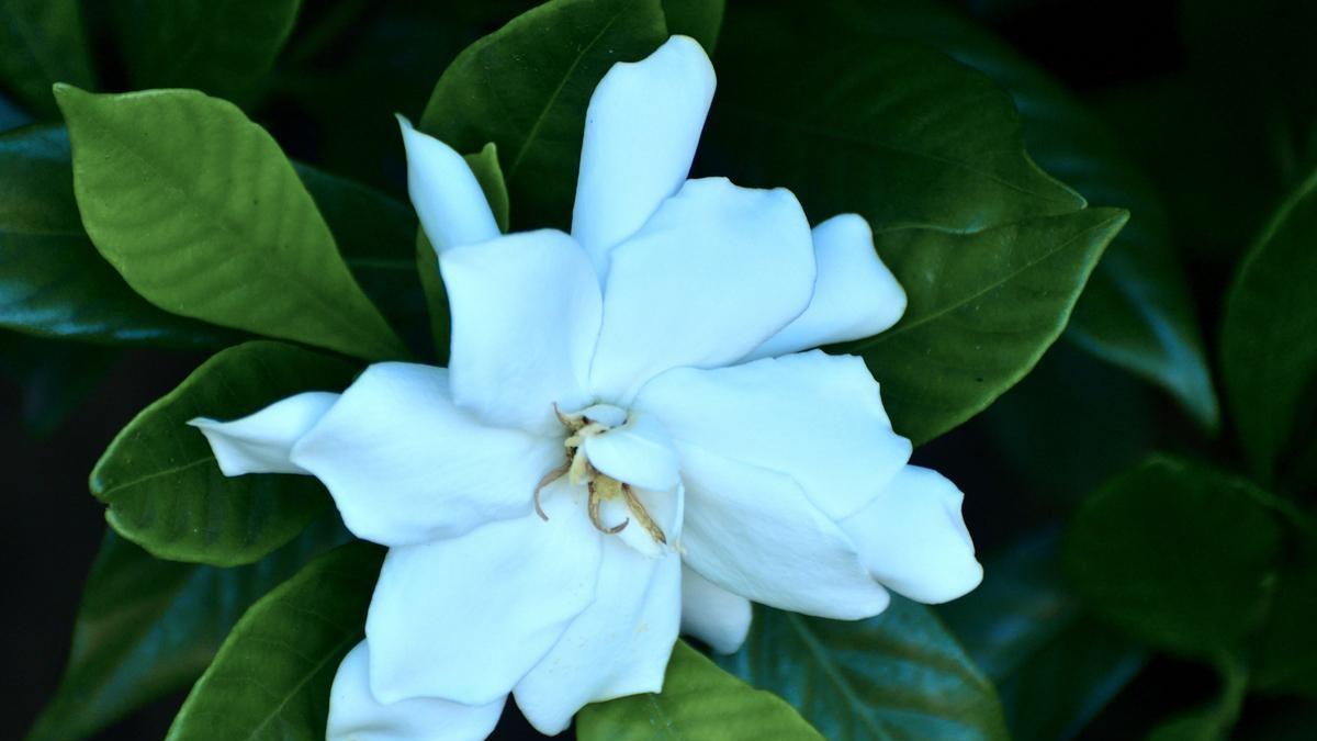 想让阳台上的栀子花常开？从开花次数到浇水施肥，这篇指南全都有！