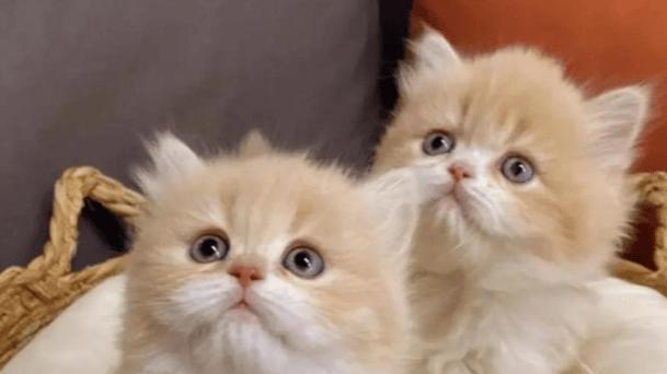 352和安德迈猫用空气净化器哪个牌子好？多维度测评哪款性价比高