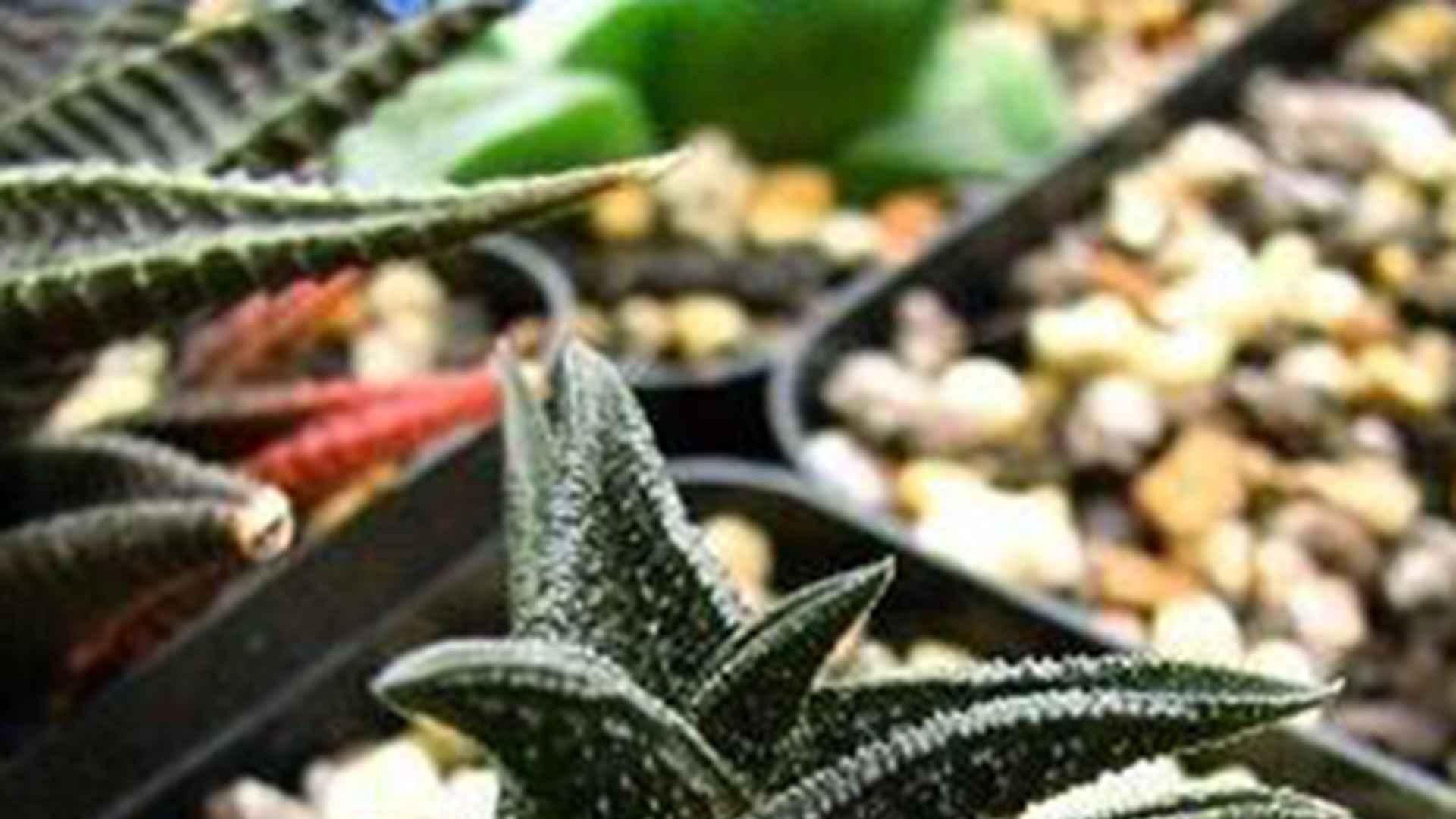 九轮塔耐阴测试录，北方雾霾天养护，咖啡厅微景观造，通风要求别轻视