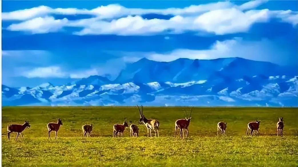 可可西里无人区有多恐怖？人类禁区，到底隐藏着什么可怕生物？