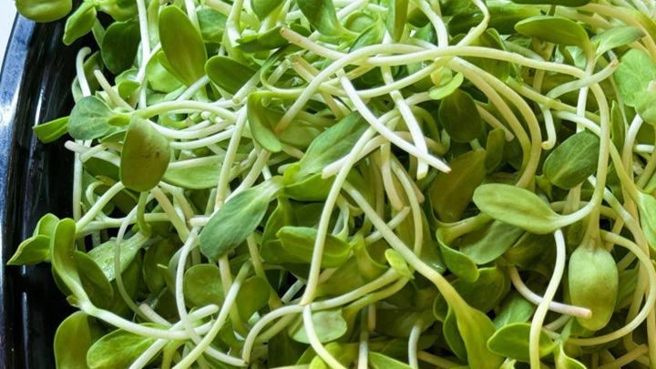 鱼腥草对水质敏感，灌溉水质影响显著，新技术助力保障农作物生长环境