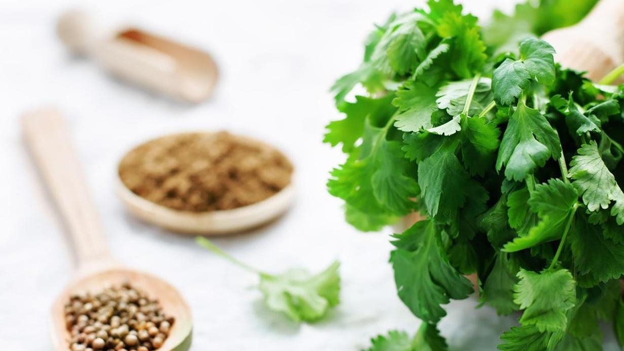 香菜经济价值高，四个月采收，加工厂合作，步骤别简化