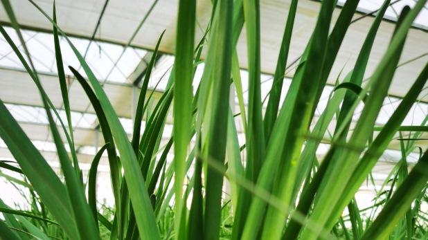 生物炭固氮技术在韭菜田的应用，关中盆地间作体系优化，智能灌溉与双茬收割标准研究