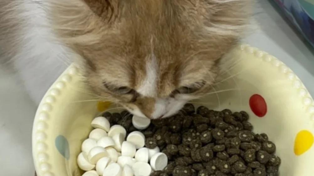小猫几个月开始吃猫粮？全价猫粮2025排行值得关注