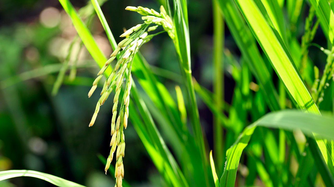 开展作物光合作用研究，提高光能利用效率，提升产量潜力