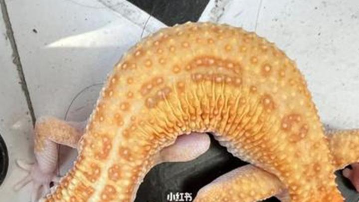 豹纹守宫夜行习惯五步法，散热方案避坑指南，网红经济深度测评